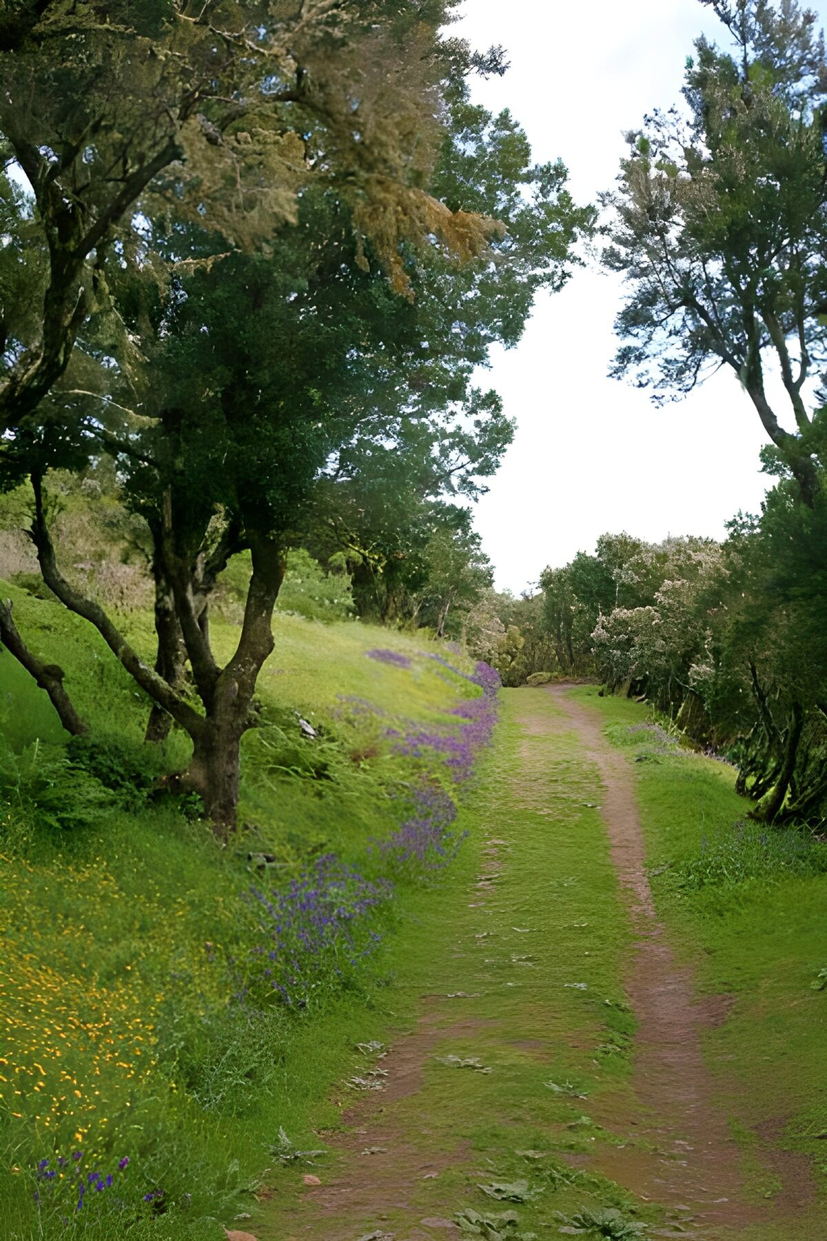 La Gomera 3