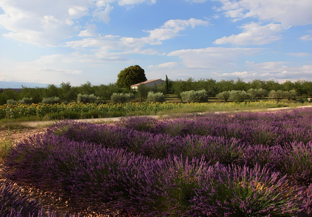 Prachtig lavendelveld in de Provence
