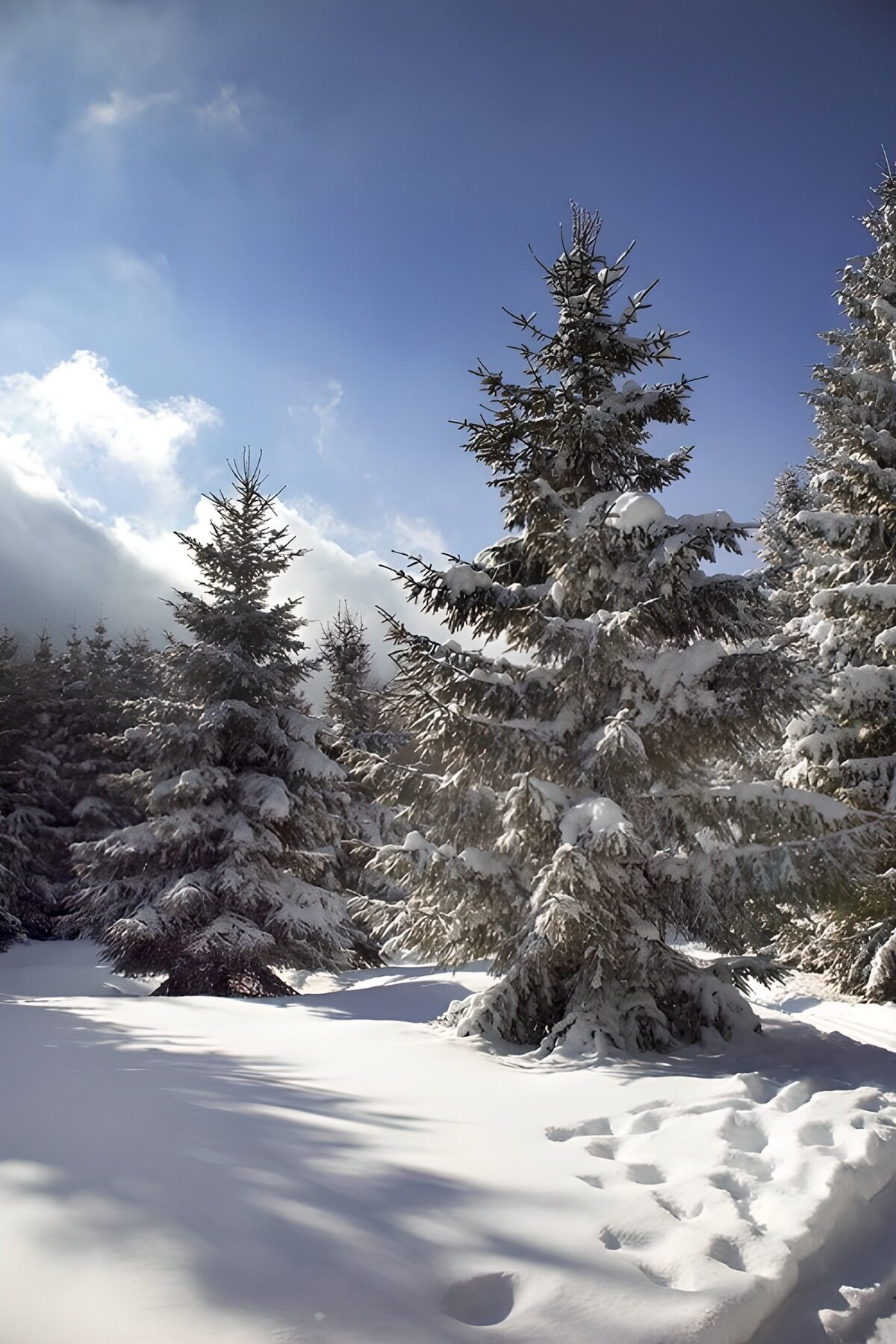 TP86080: Canadese dennen in besneeuwd landschap