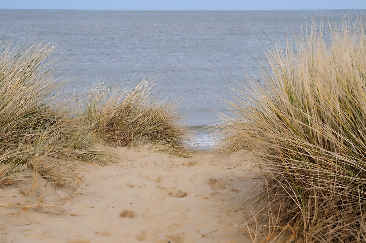 Pad door duinen met grashalm en uitzicht op zee