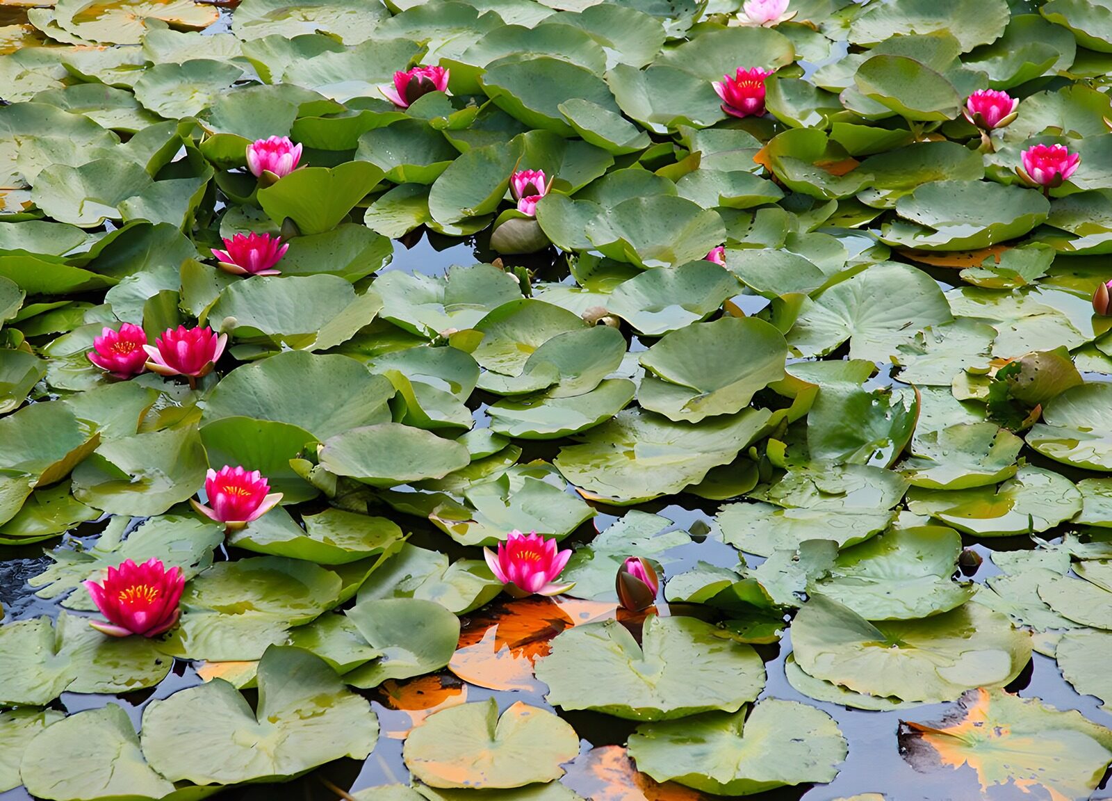 TP42379: Vijver vol purple waterlelies