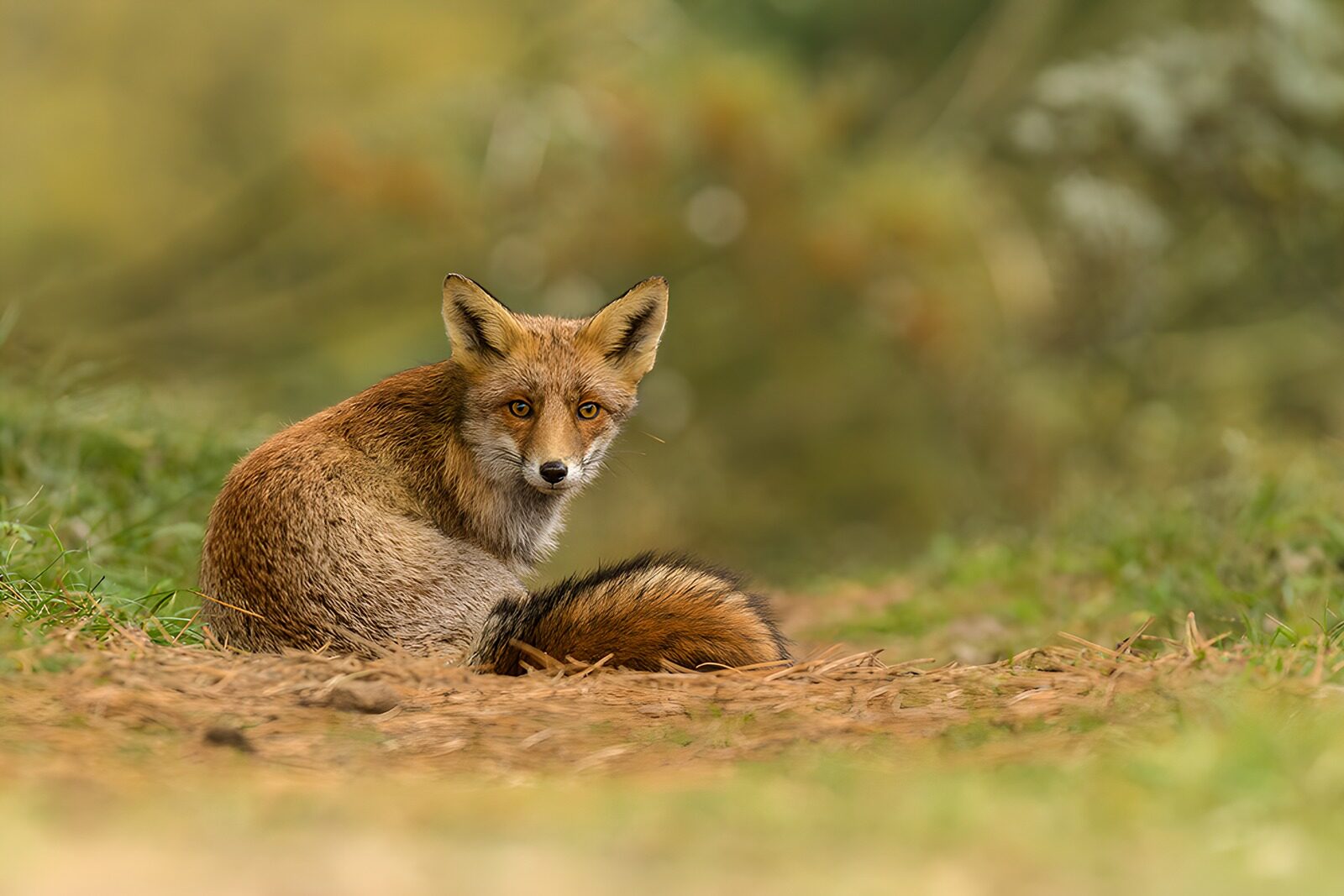 TP41053: Slimme vos in de natuur