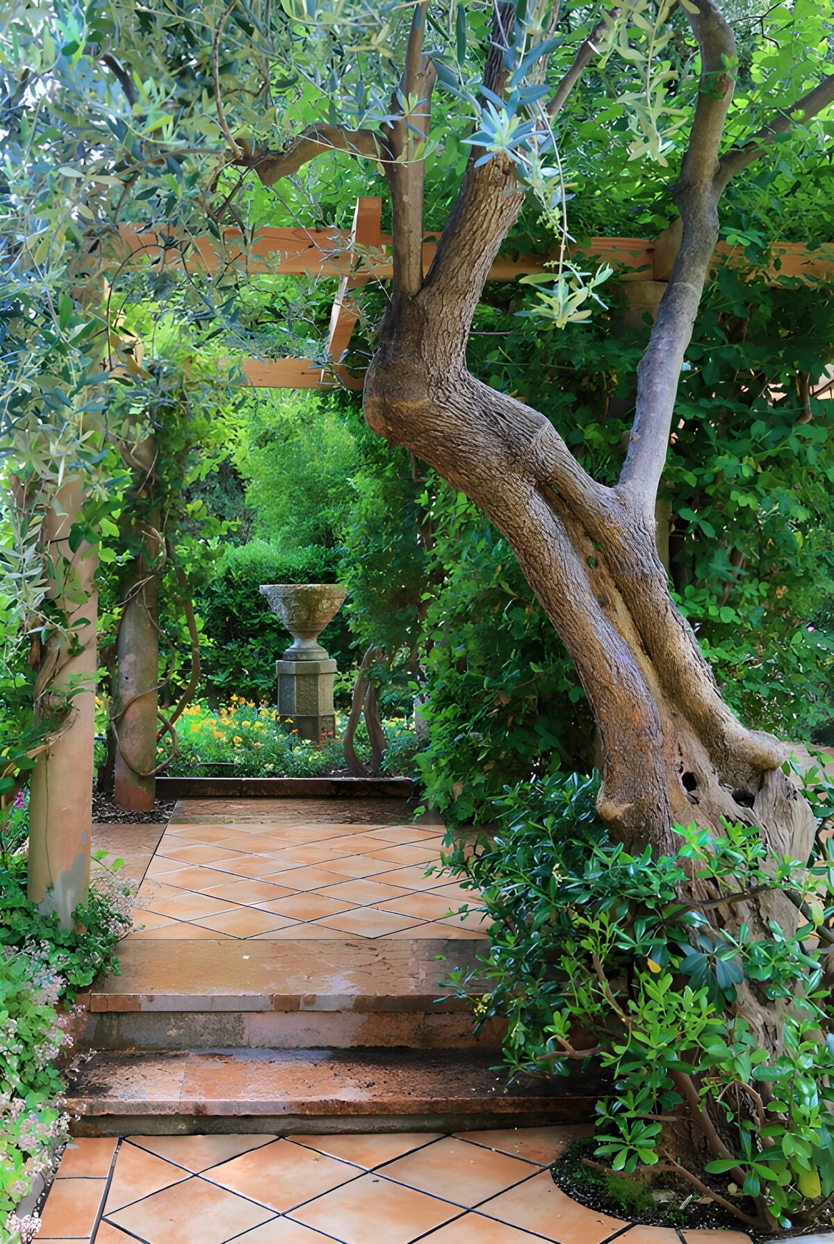 Rustige Tuin met Olijfboom