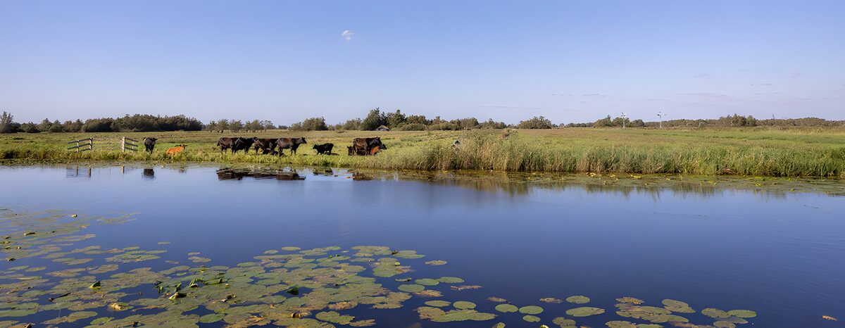 Rustig Nederlandse Landschap met Koeien