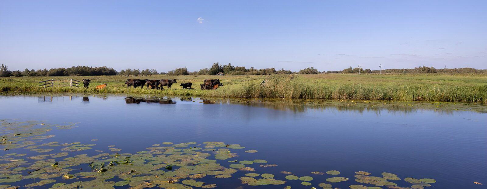 TP95120: Rustig Nederlandse Landschap met Koeien
