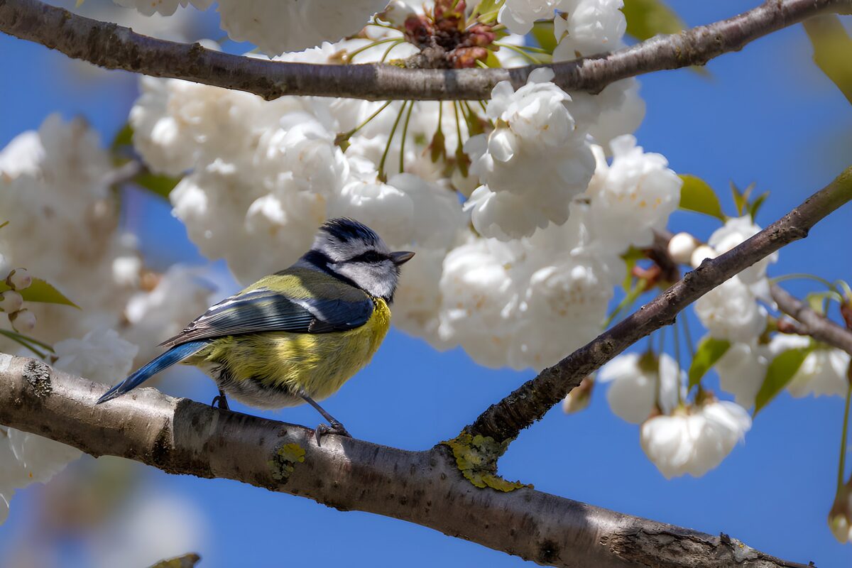 Pimpelmees tussen witte bloesems