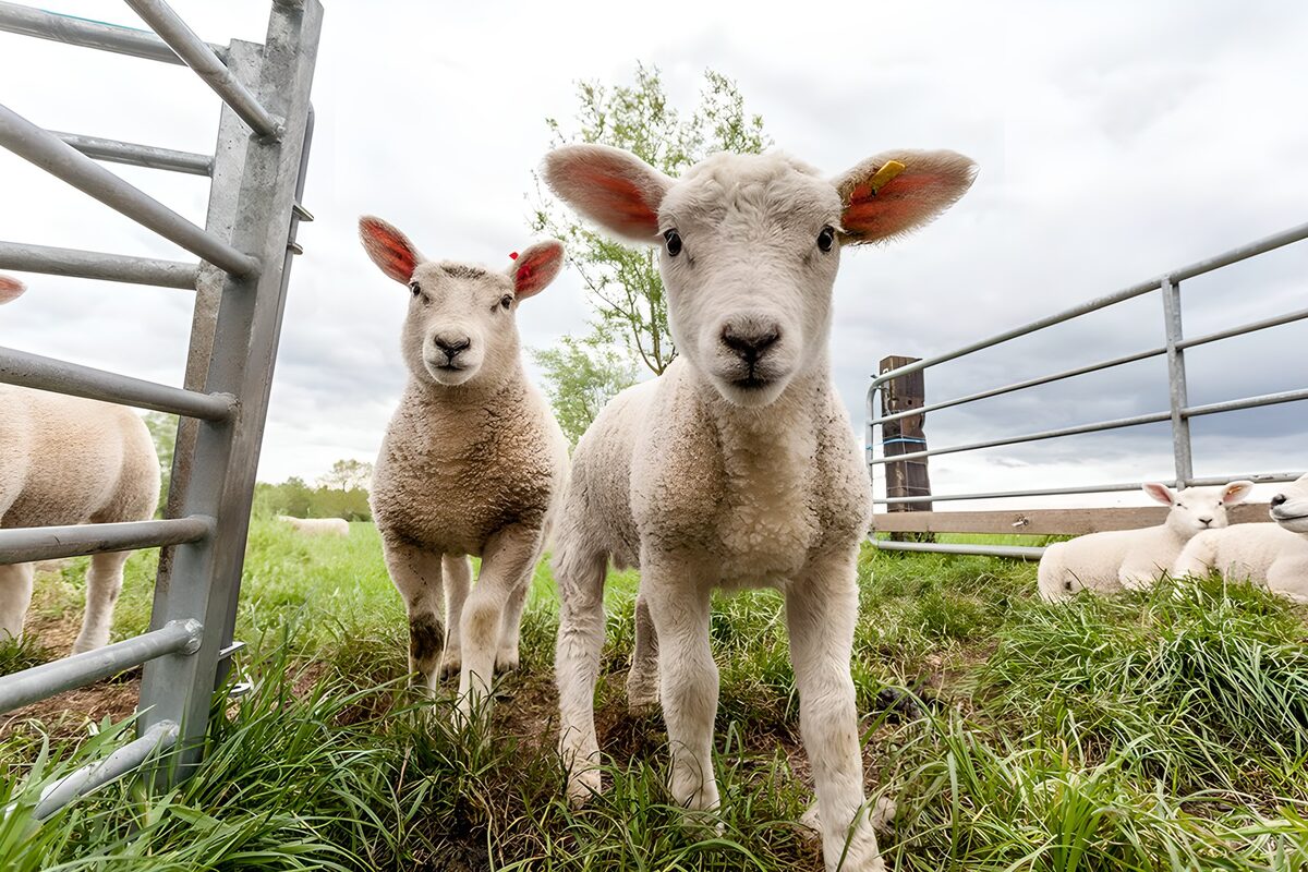 Jonge lammetjes op de boerderij