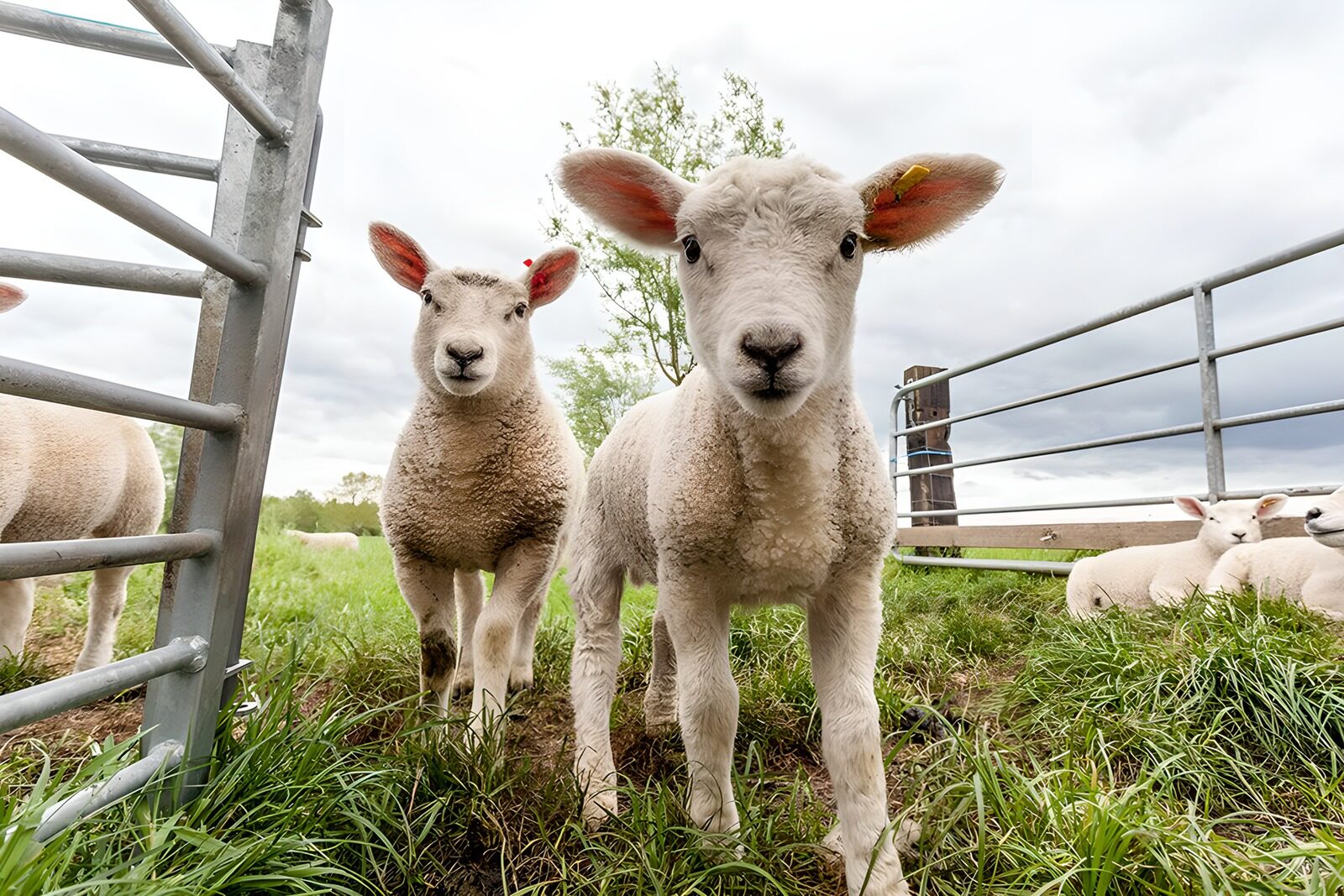 TP85072: Jonge lammetjes op de boerderij