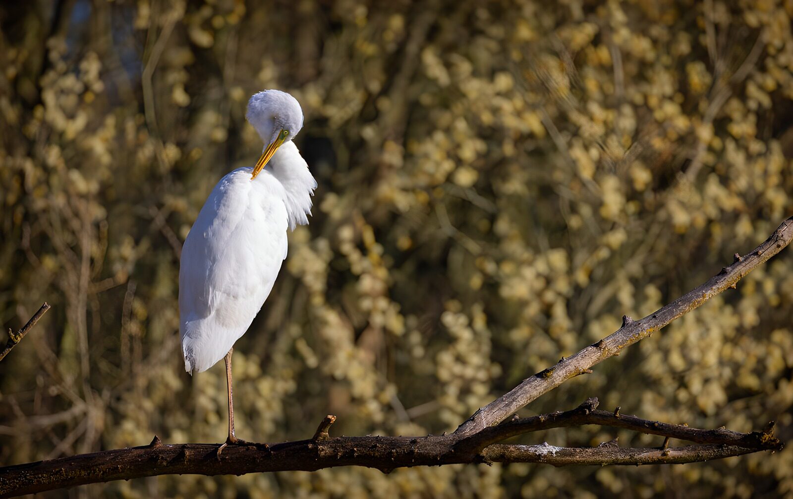 TP21160: Elegante Reiger op een tak