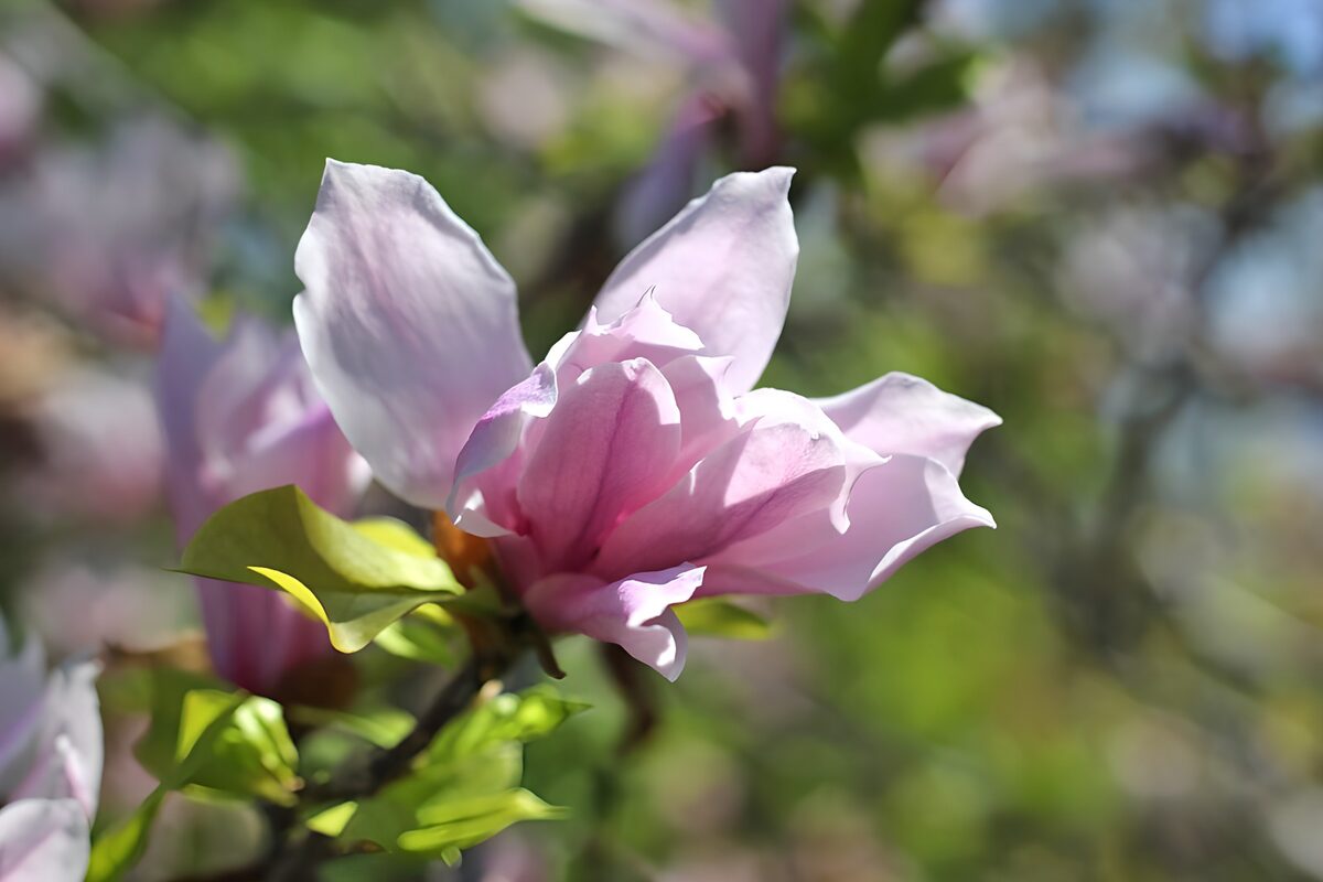 Magnolia bloem