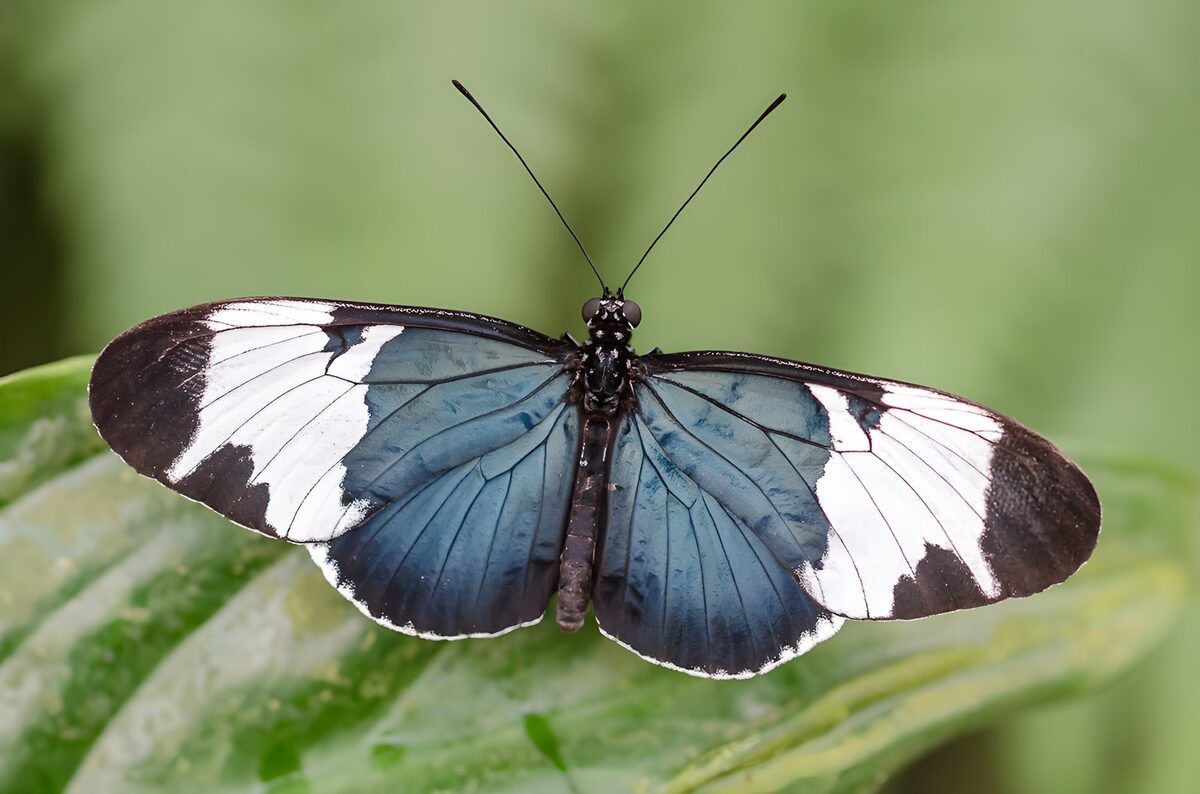 Zwart wit blauwe vlinder op blad
