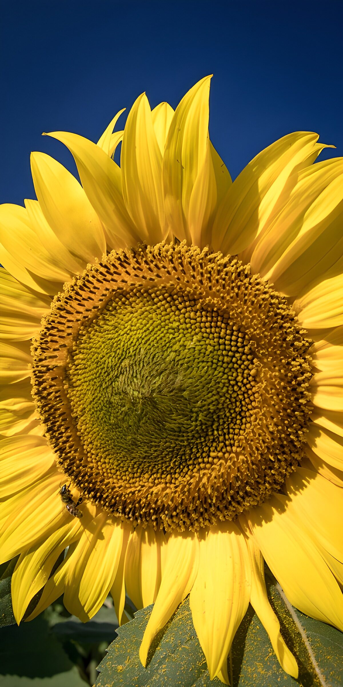 TP34842: Stralende Zonnebloem onder de Blauwe Lucht