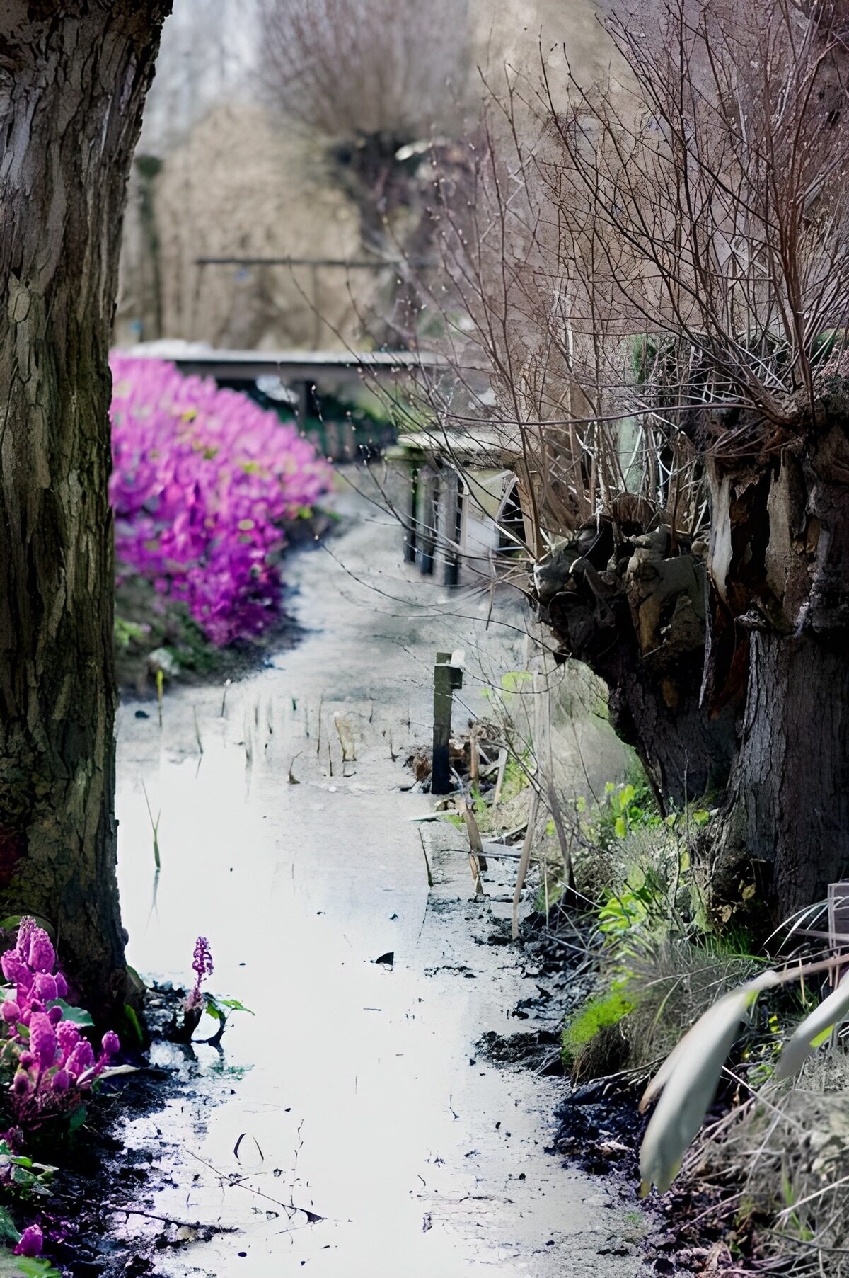 Slootje met planten en wilg