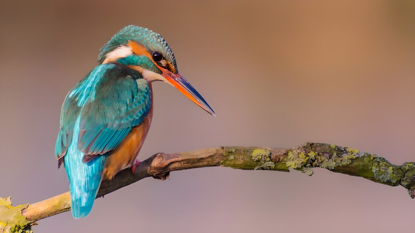 TP35087: IJsvogel op tak