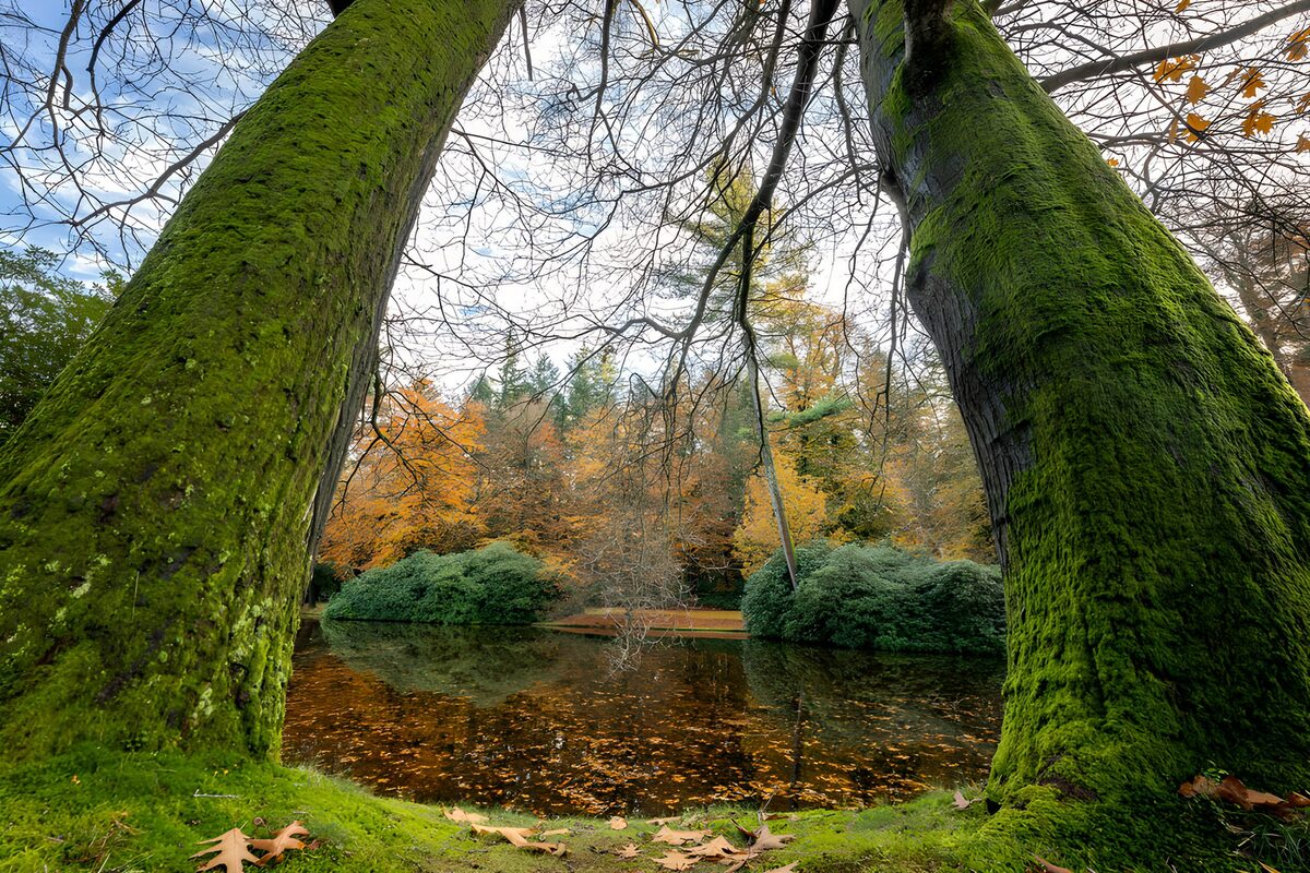 Groene bomen bij een rustige vijver