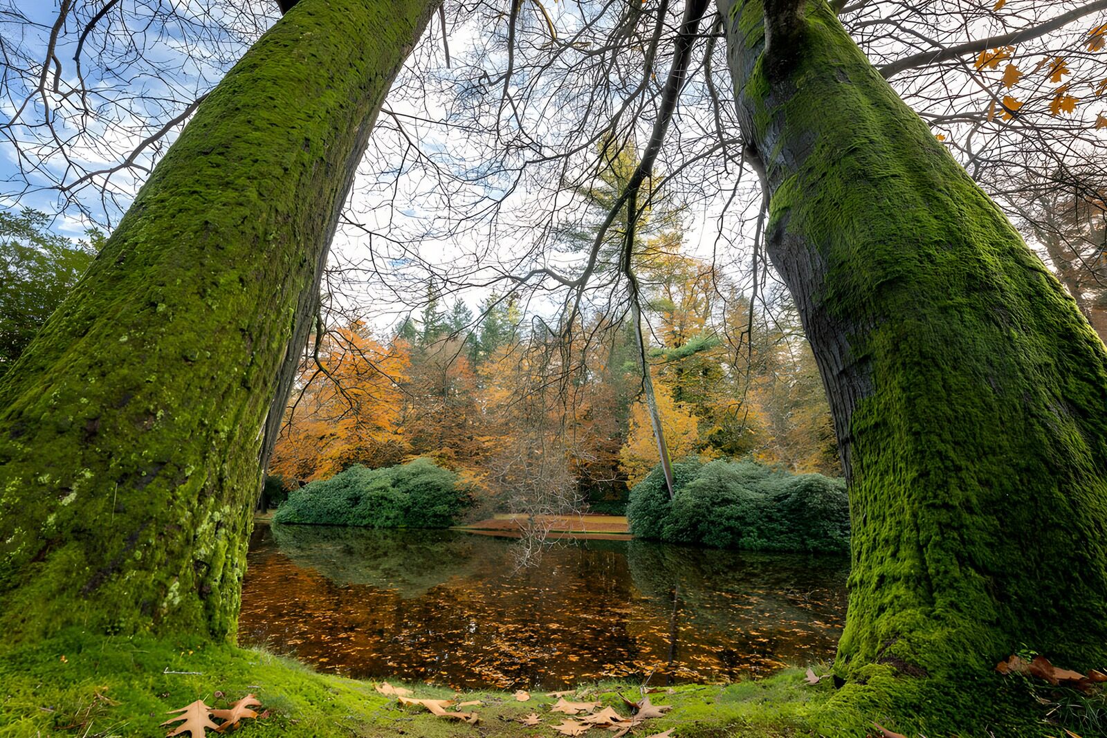 TP67123: Groene bomen bij een rustige vijver
