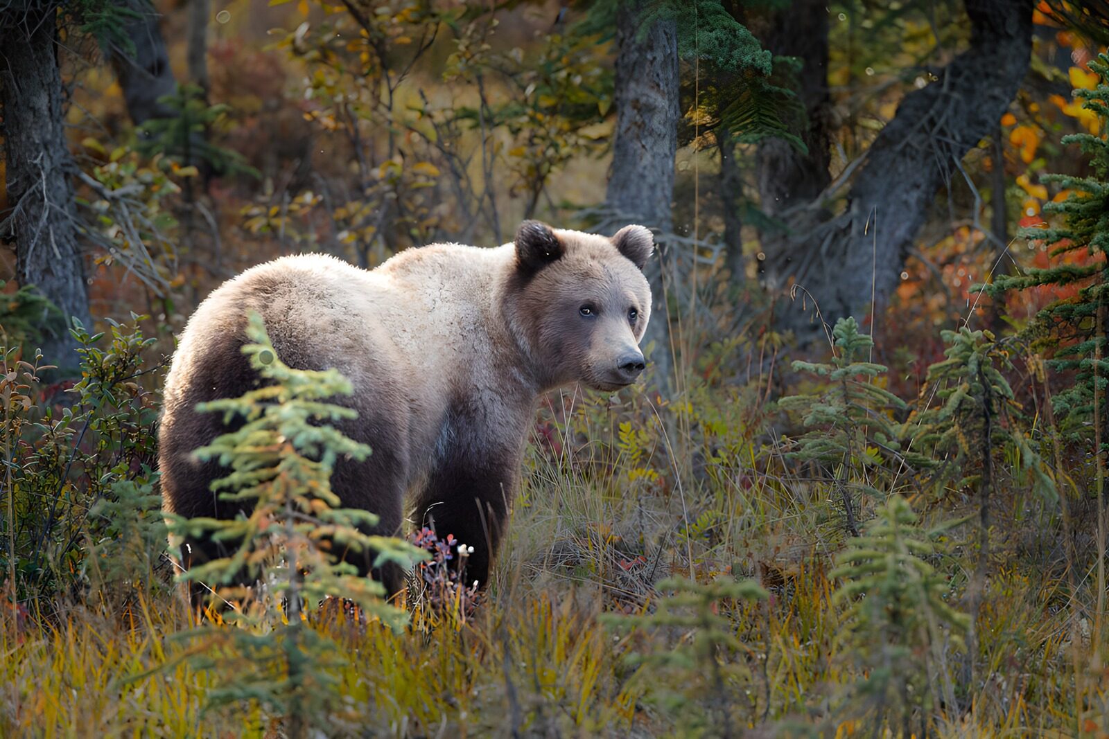 TP54945: Grizzlybeer in zijn natuurlijke omgeving
