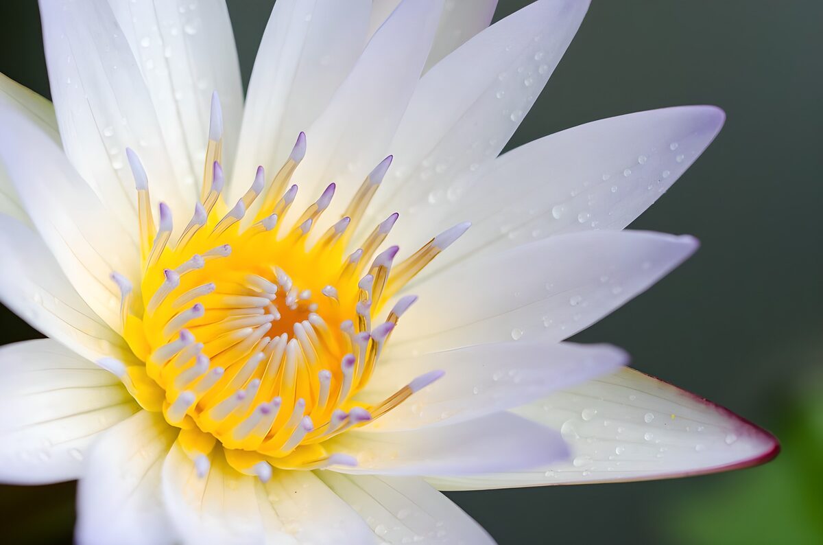 Lotusbloem