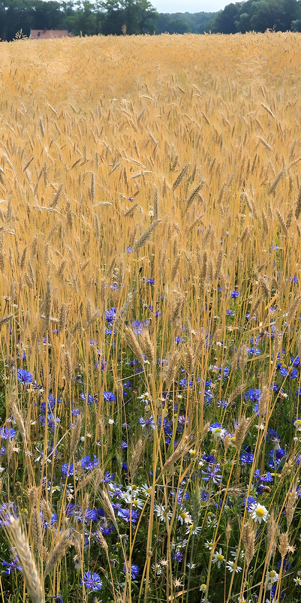 TP11041: Bloeiende bloemengras in een goudgeel veld