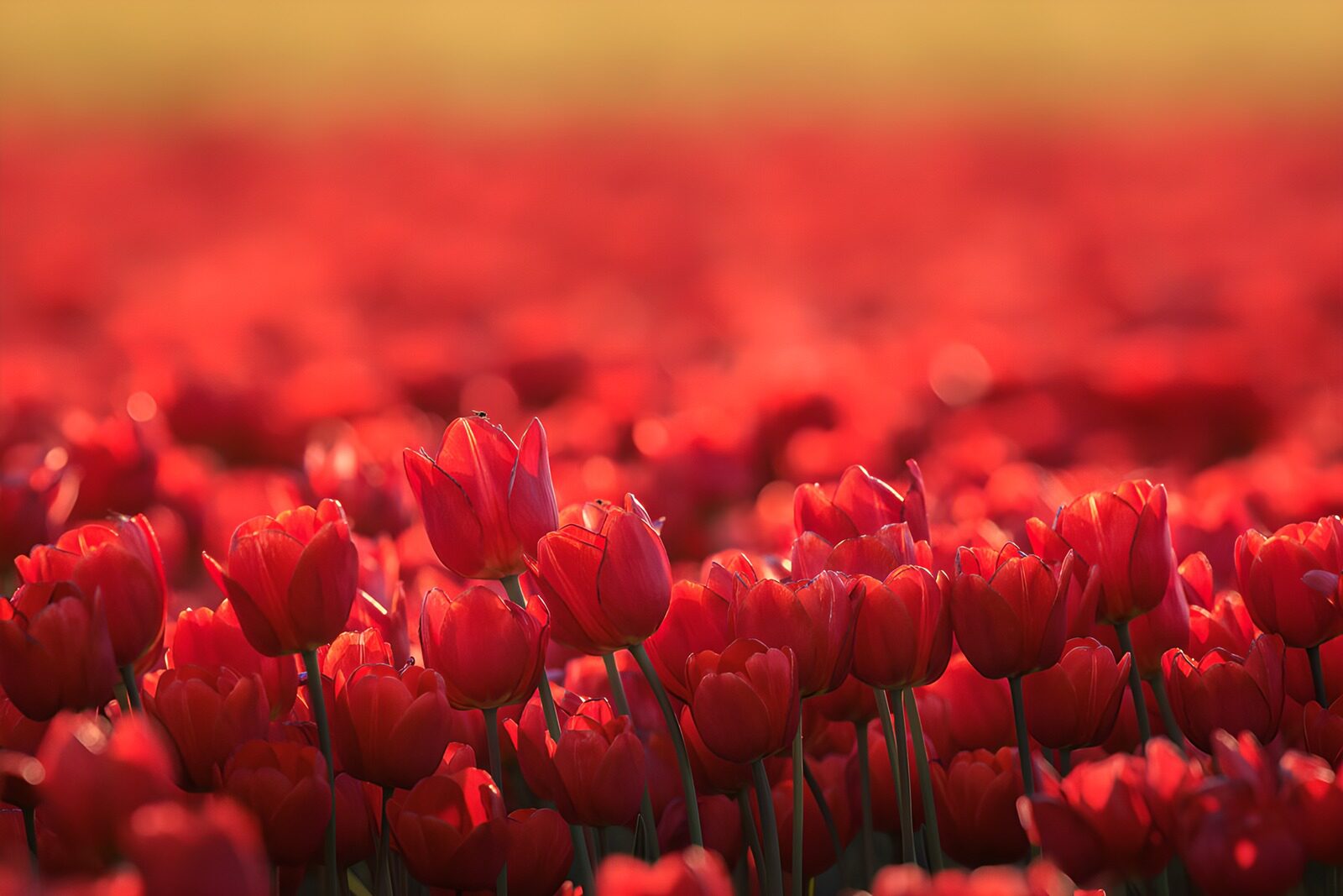 TP96886: Prachtig Rode Tulpenveld in Bloei
