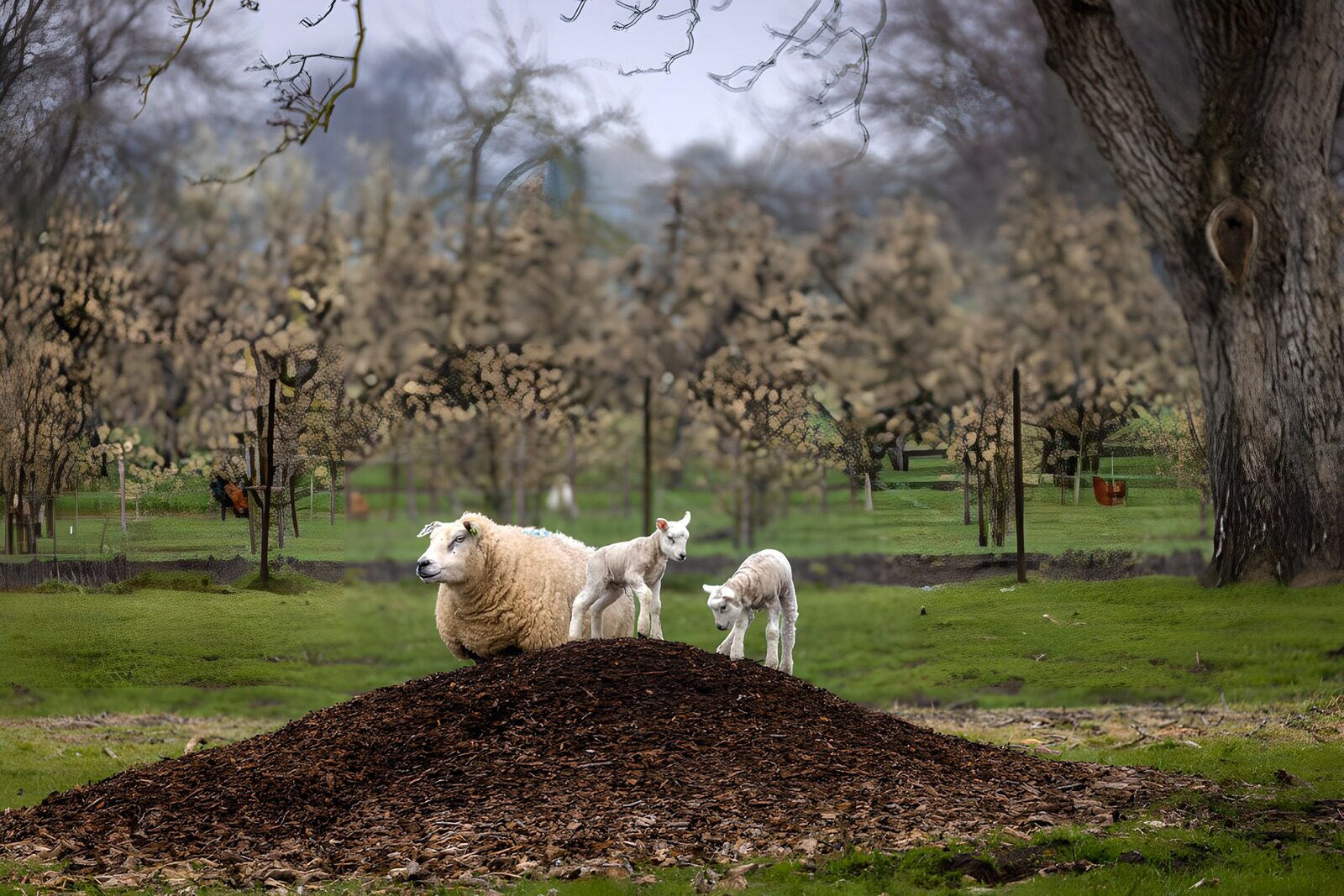 TP75077: Schapen op een houtsnippersheuvel