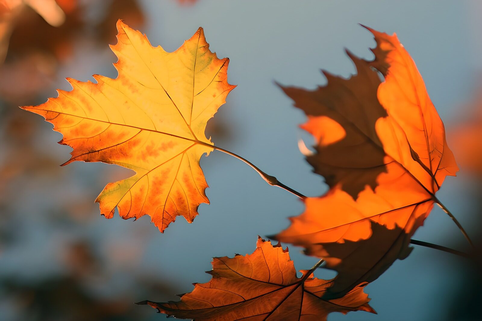 TP94974: Stralende herfstbladeren in de zon