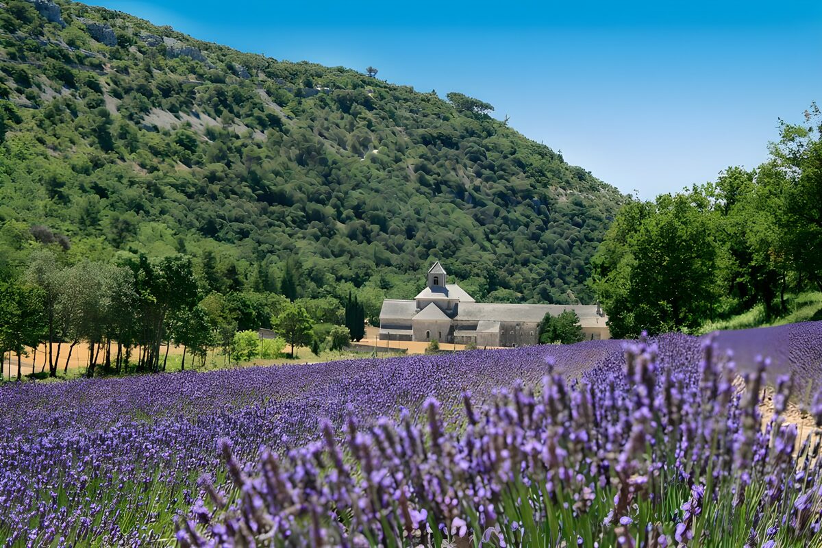 Lavendel velden 6