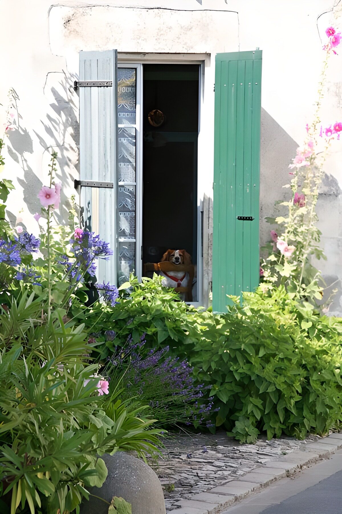 TP36700: Hond kijkt uit raam met luiken en planten en bloemen