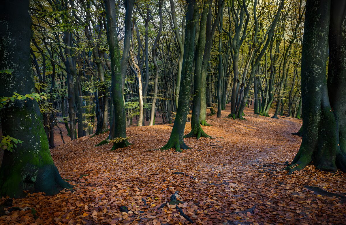 TP90778: Herfstwandeling door een betoverend bos