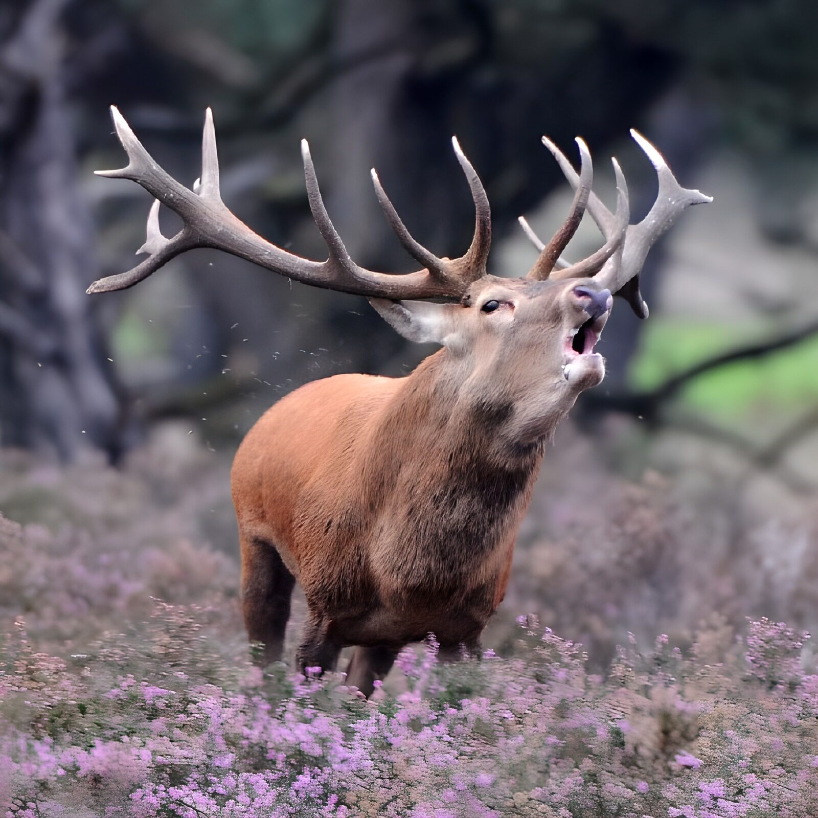 TP90052: Majestueuze hert in volle beraming