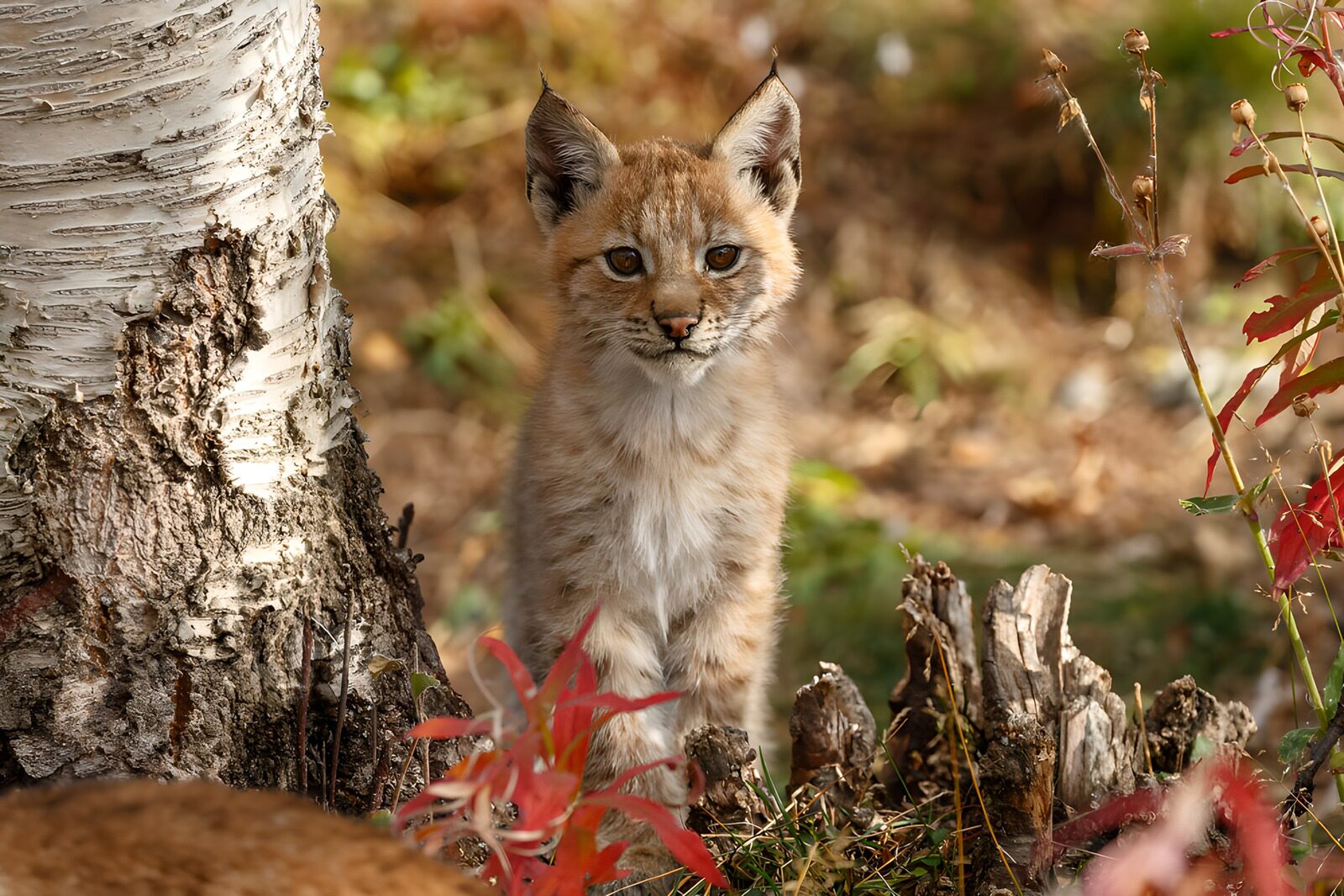 TP91703: Schattige lynxenwelp in de natuur