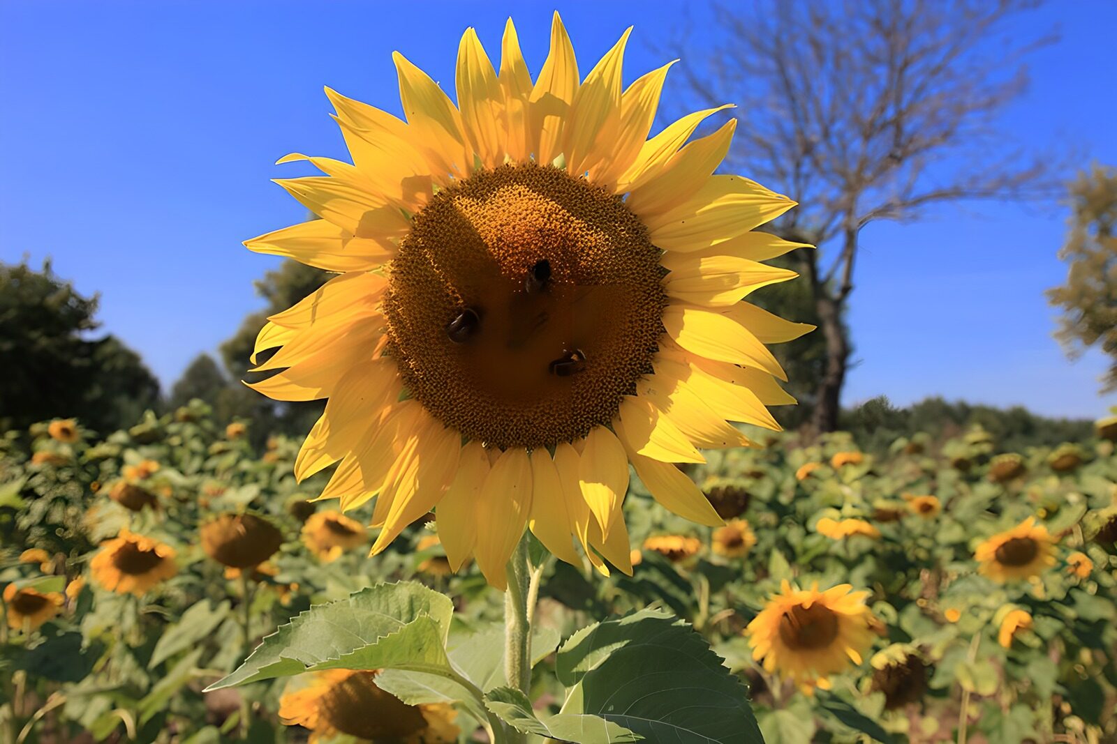 TP28991: Stralende Zonnebloem met Bijen