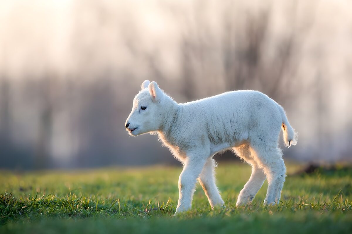 Schattig lammetje in het ochtendgloren