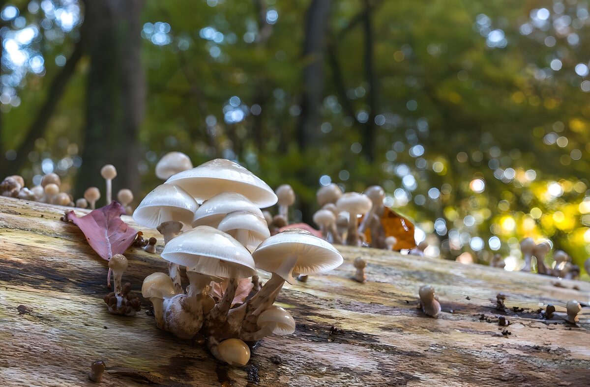 Boomstronk begroeid met paddestoelen