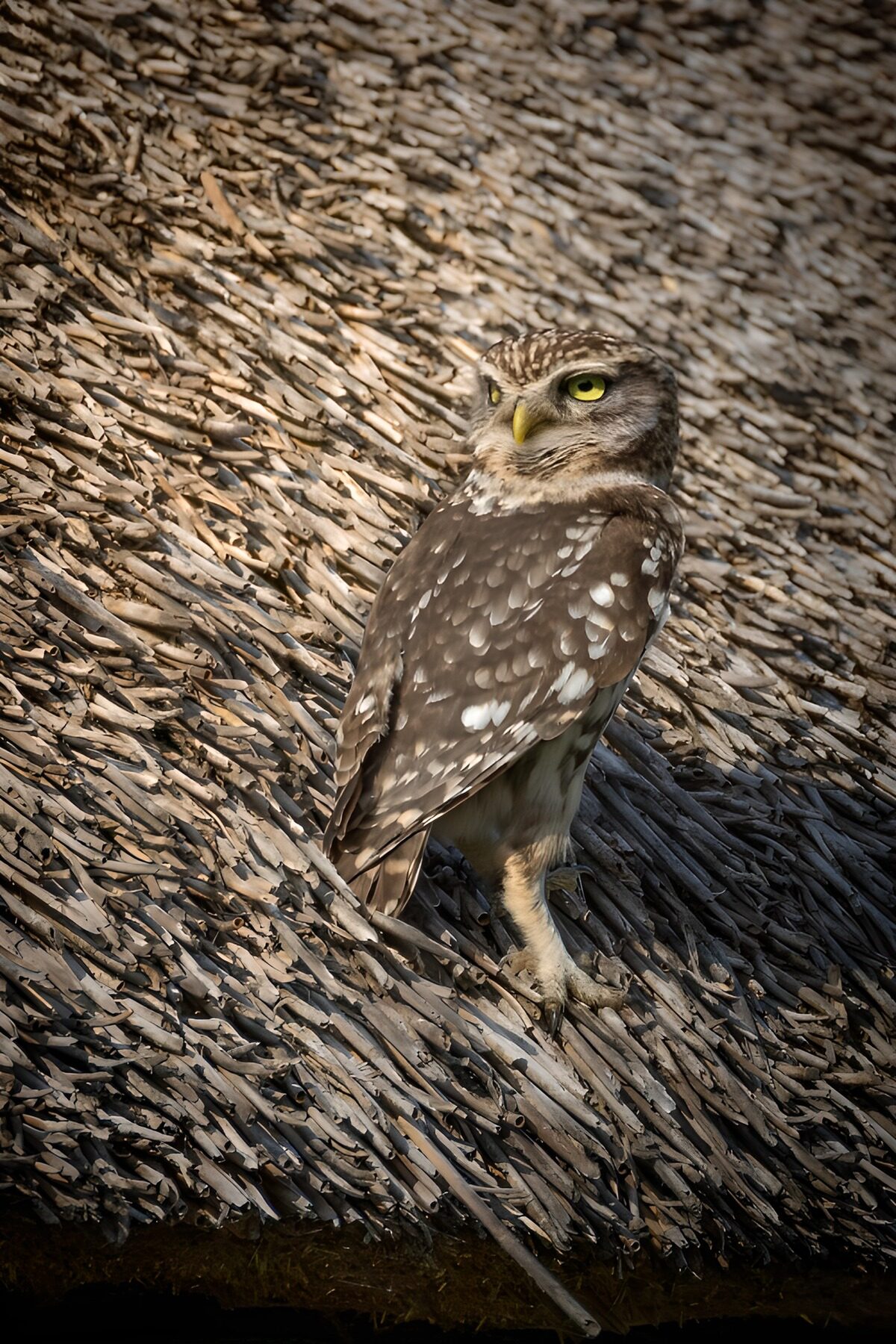TP95409: Uil op rieten dak