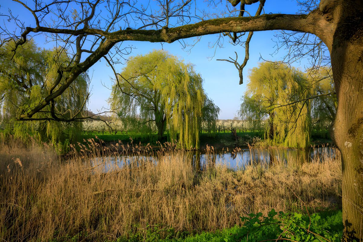 TP94033: Rustig landschap met wilgen en water
