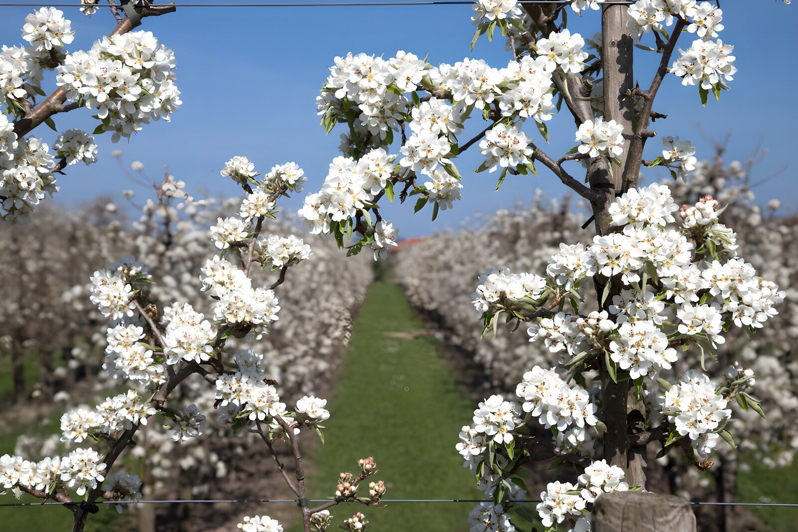 TP89153: Bloeiende perenboomgaard in de lente