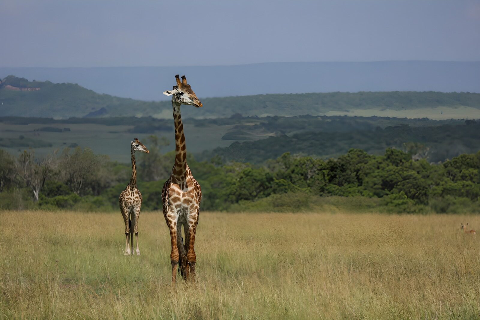 TP45075: Twee giraffen in de savanne