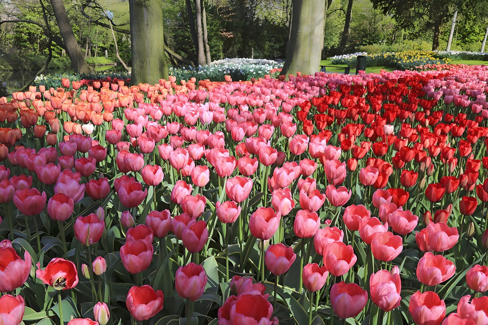 TP94329: Tulpenveld op de keukenhof 2