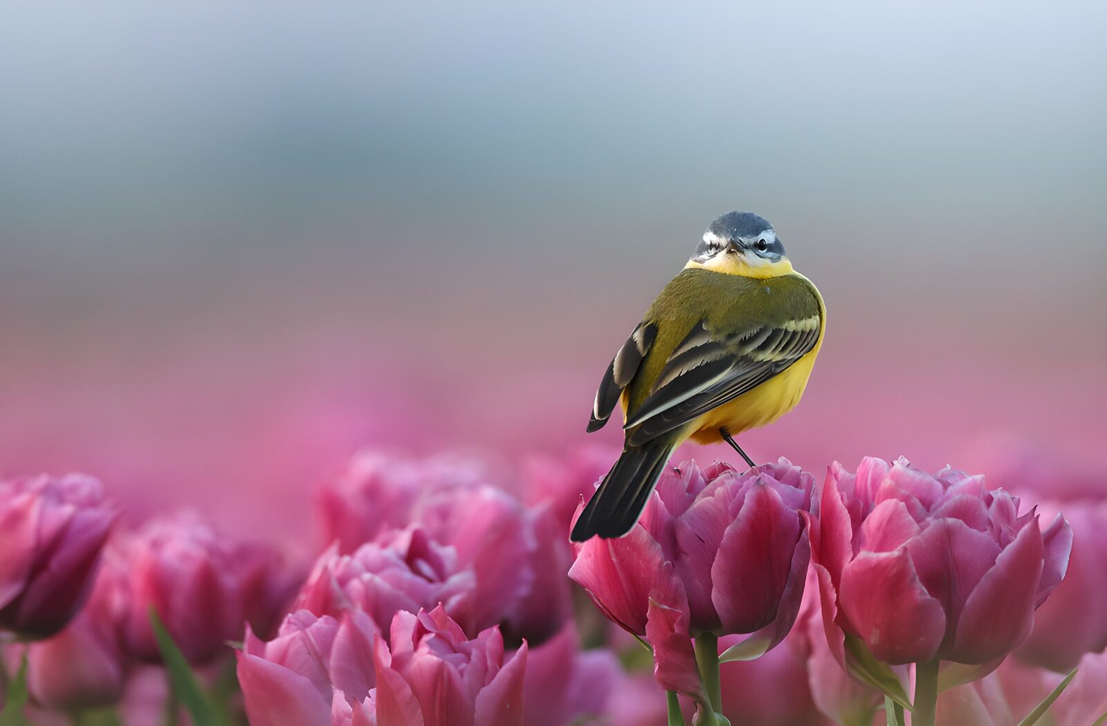 TP84273: Vogel op tulpen in bloei