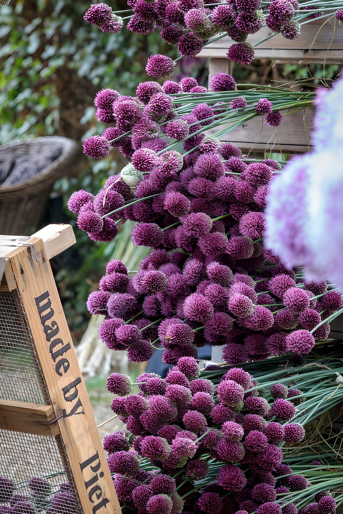 TP85575: Prachtige paarse bloemen in de tuin