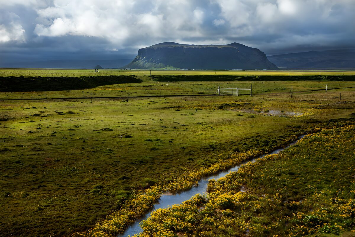 Prachtig IJslands landschap met bloemen