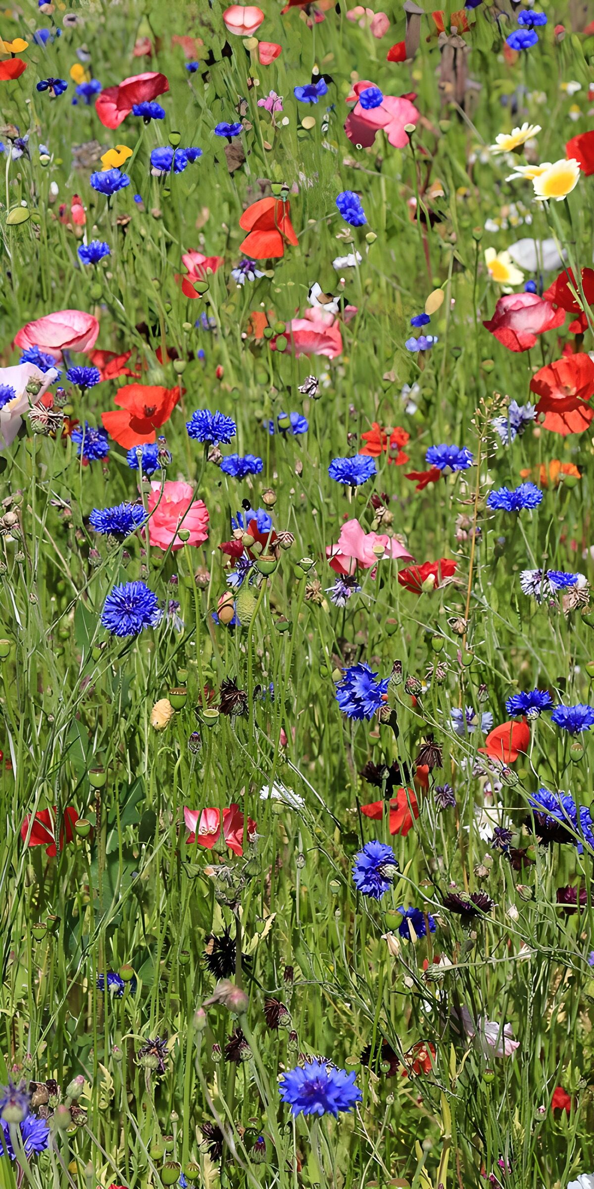 Kleurrijke Bloemenweide in de Zomer