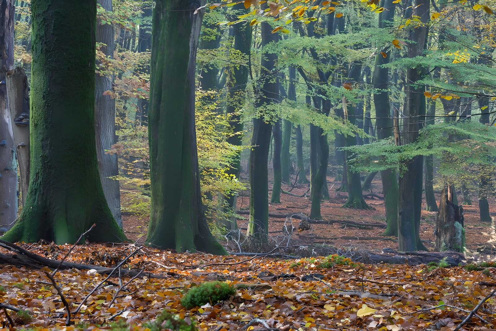 TP81278: Doorkijkje herfst in speulderbos 1