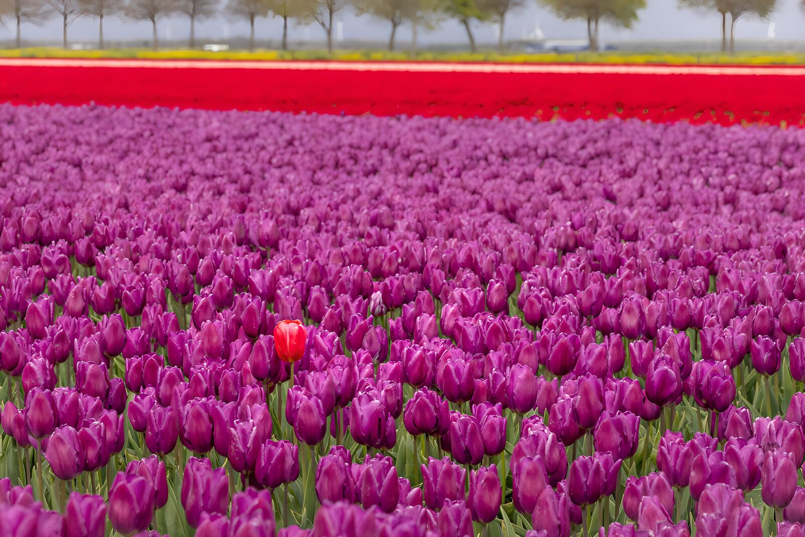 TP83657: Opvallende tulp tussen paarse velden