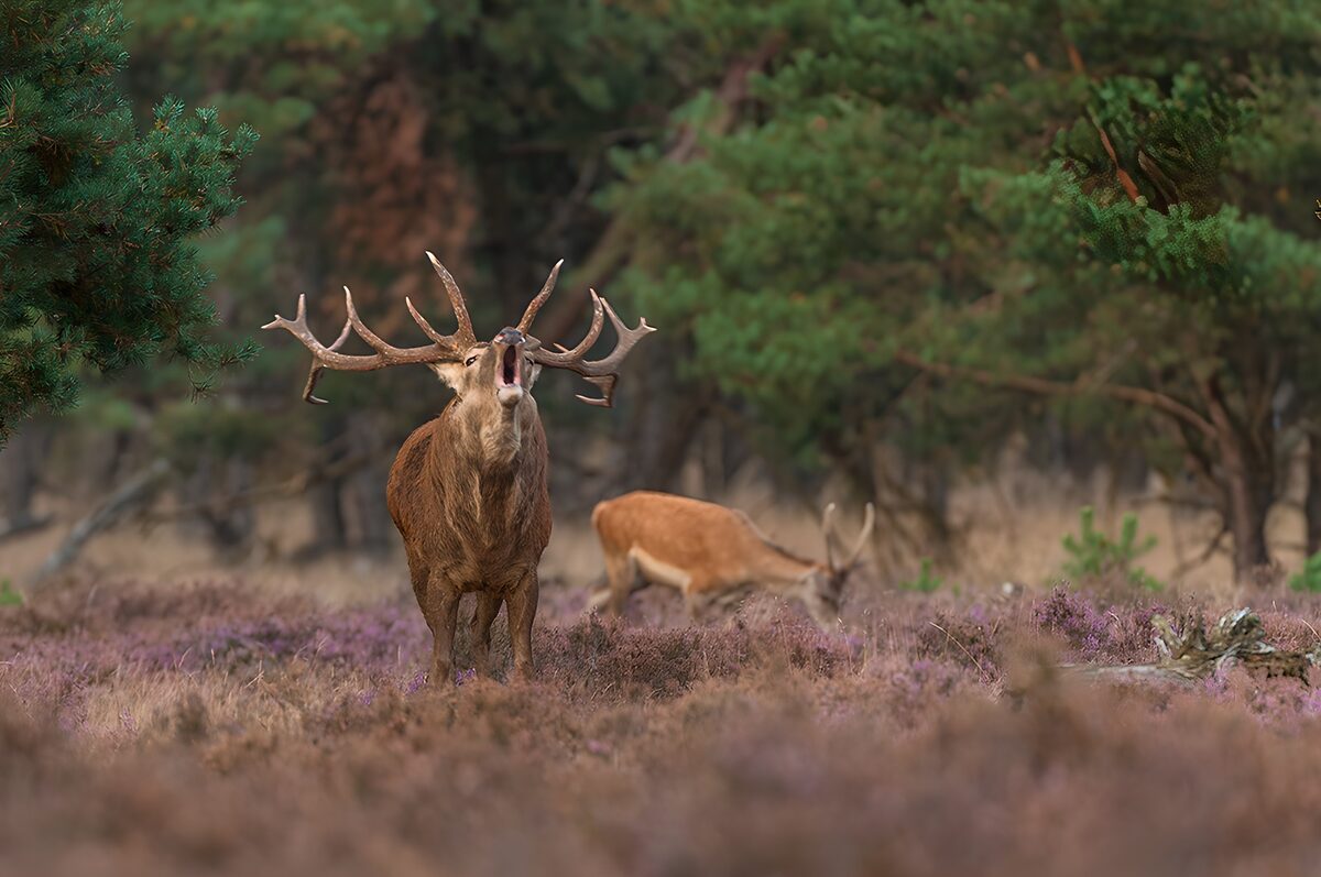 De heerser van het bos
