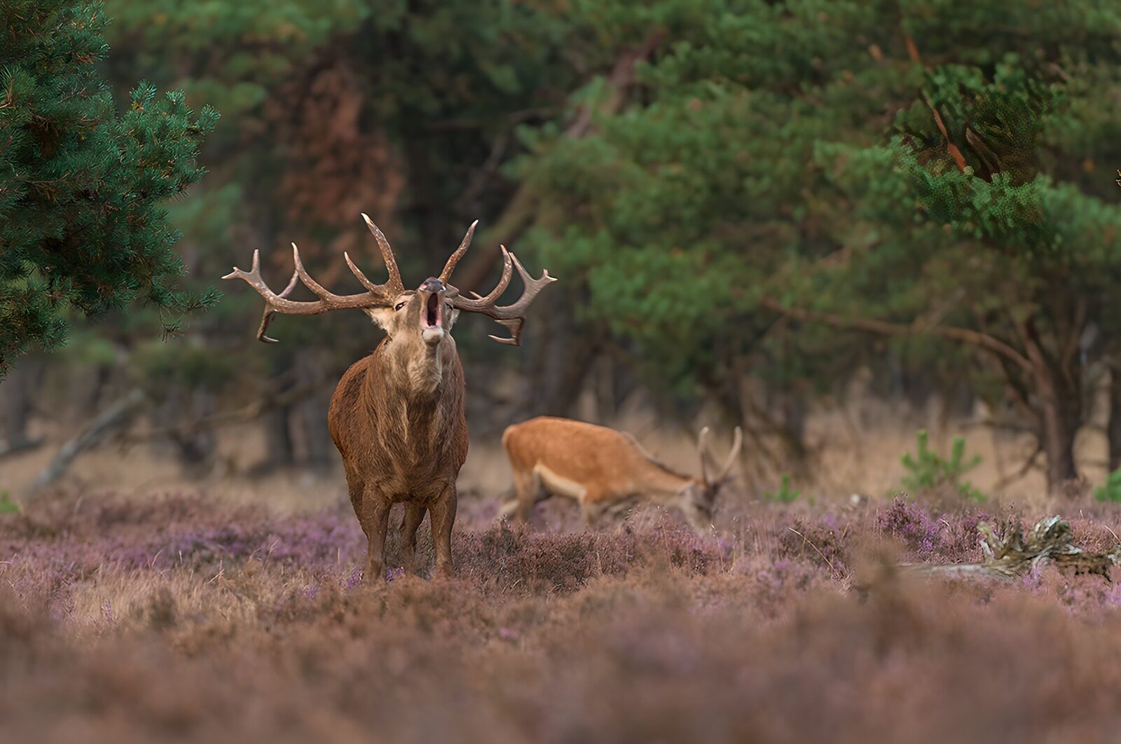 TP29646: De heerser van het bos