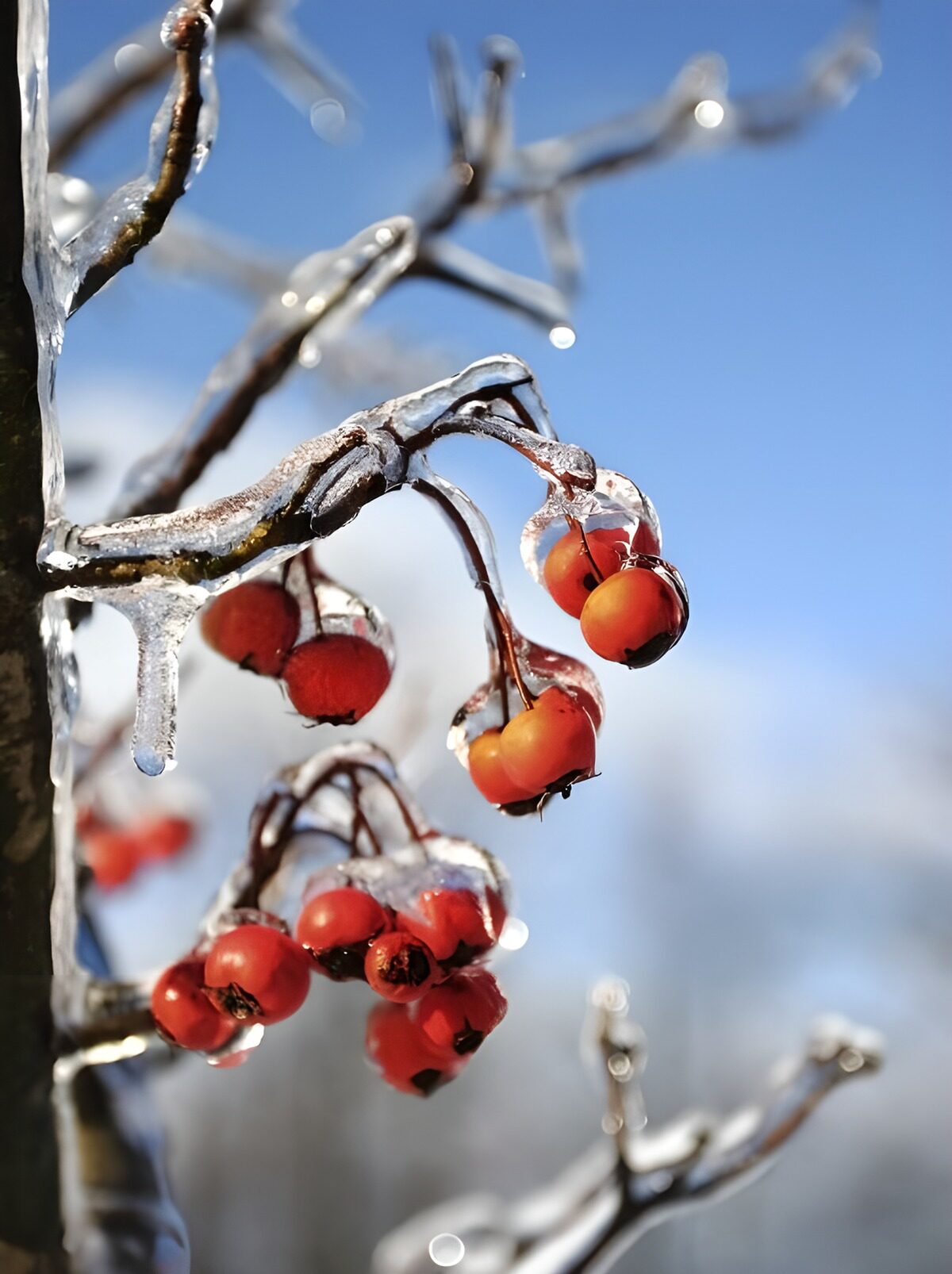 Wonderlijke bessen in ijs