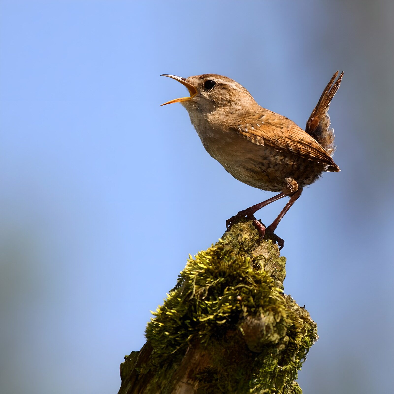 TP15161: Zingende wren op een tak