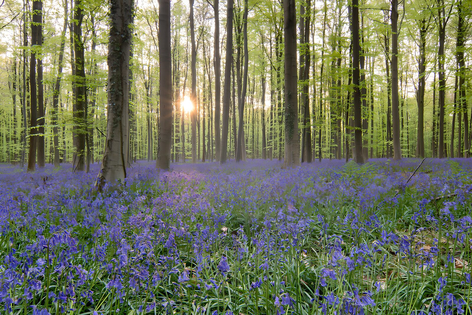 TP79061: Prachtige blauwe hyacinten in een bos